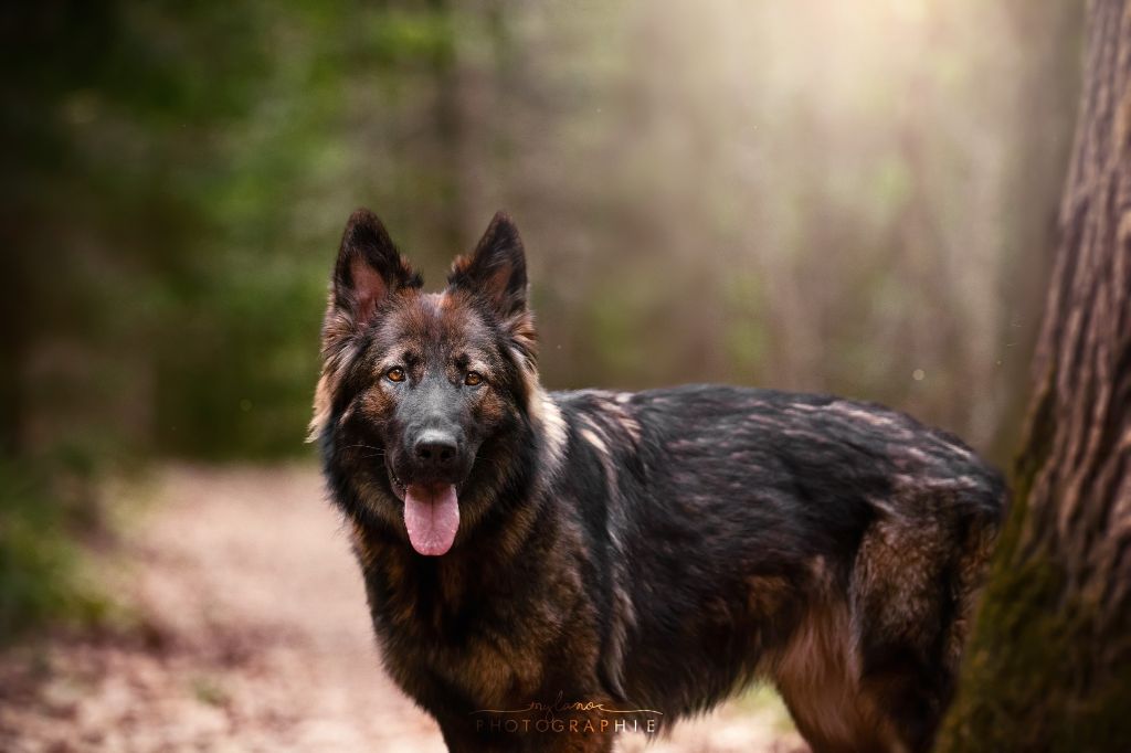 Vaïna des loups du clozet